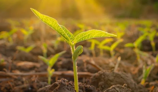 European green shoots