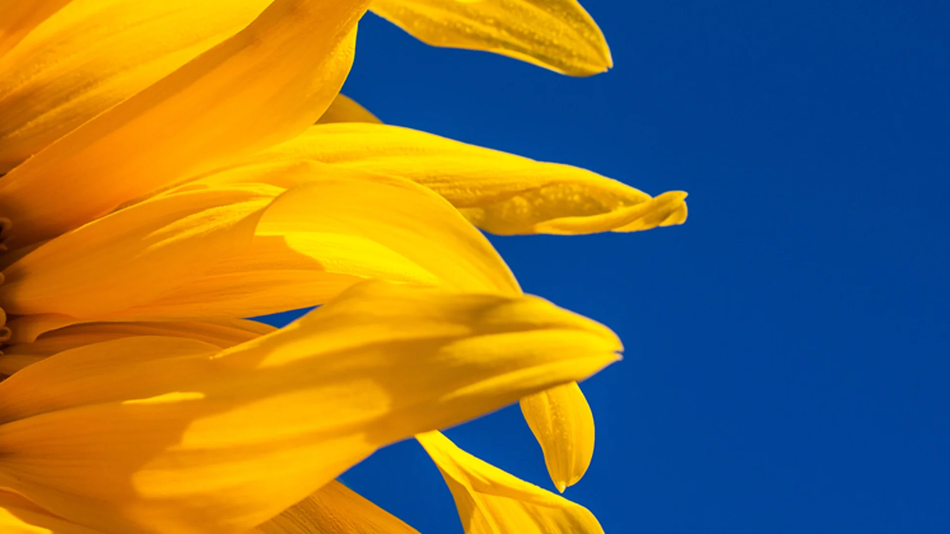 Ukraine War: themes to de-risk economies