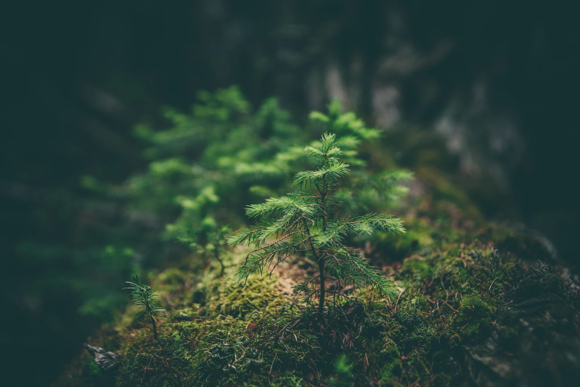 Quintet Forrest Tree Banne Offre Durable