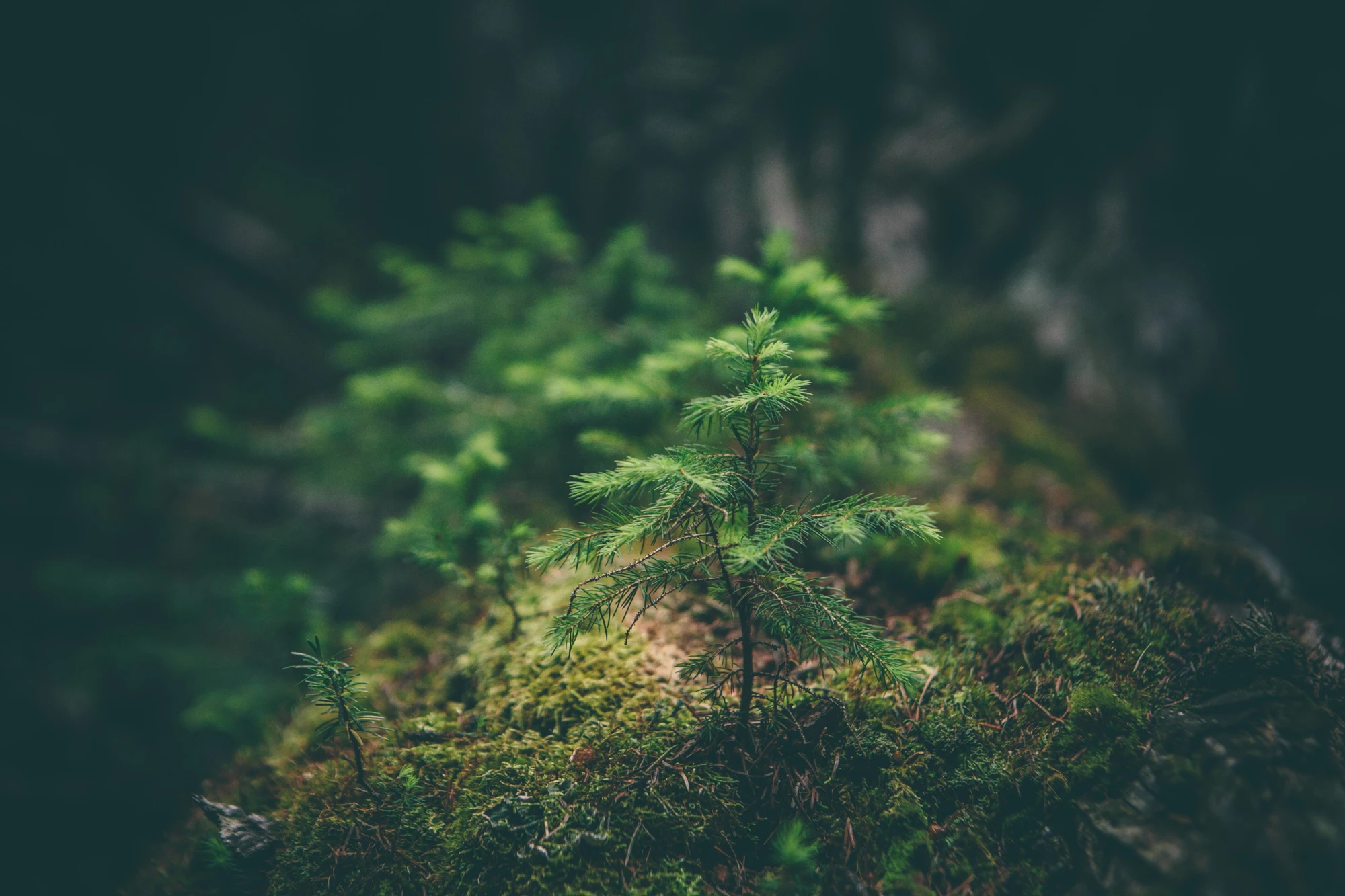Quintet Forrest Tree Banne Offre Durable