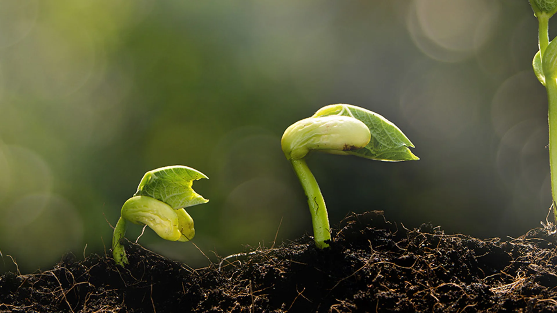 Peaks, pauses and pickups: Quintet unveils 2023 midyear investment outlook